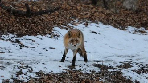 Red fox in the woods on snow background. Stock Footage 123737621