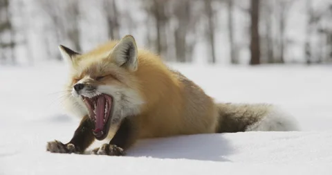 Red fox yawns while sunning in Grand Teton National Park, USA Stock Footage