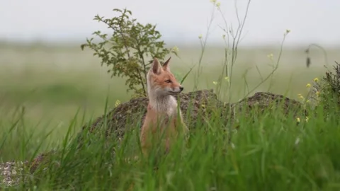Red Fox Young Pup hiding on a grass. Vulpes vulpes Video stock 161968411