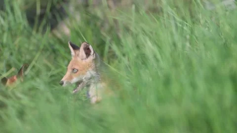 Red Fox Young Pup hiding on a grass. Vulpes vulpes Vídeo Stock 231162969