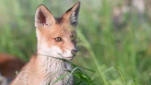 Red Fox Young Pup hiding on a grass. Vulpes vulpes Stock-Footage 231163019