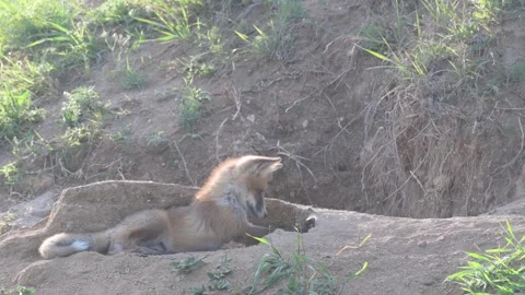 Red Fox Young Pup Vulpes vulpes Vídeo Stock 196121739