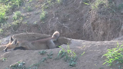 Red Fox Young Pup Vulpes vulpes Stock-Footage 231163141