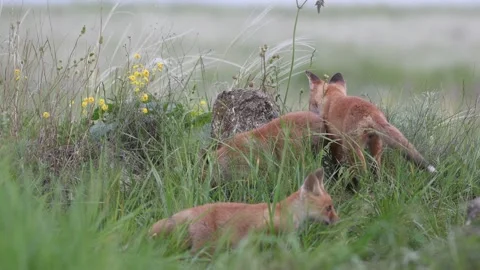 Red Fox Young Pups are playing in the grass. Vulpes vulpes Stock-Footage 167228082