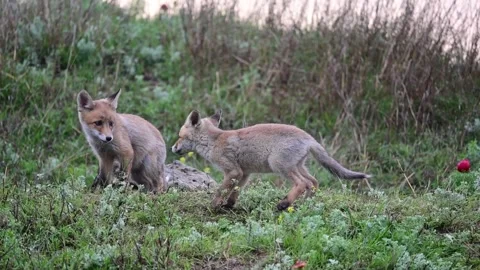 Red Fox Young Pups are playing in the grass near the burrow. Vulpes vulpes Stock-Footage 240769980