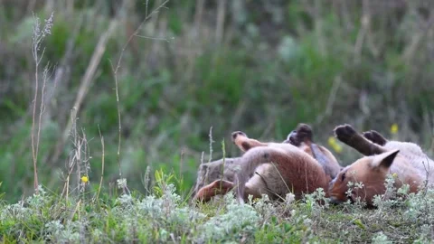 Red Fox Young Pups are playing in the grass near the burrow. Vulpes vulpes Vídeo Stock 240770308
