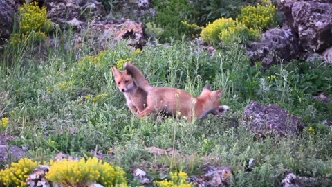 Red Fox Young Pups are playing in the grass near the burrow. Vulpes vulpes Stock-Footage 252044129