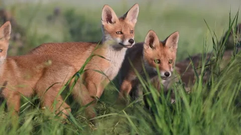 Red Fox Young Pups hiding on a grass. Vulpes vulpes Vídeo Stock 161968863