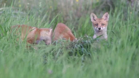 Red Fox Young Pups hiding on a grass. Vulpes vulpes Stock-Footage 196121589