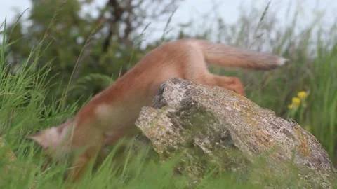 Red Fox Young Pups hiding on a grass. Vulpes vulpes Stock-Footage 196121690