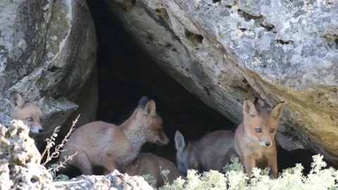 Red Fox Young Pups Vulpes vulpes Stock-Footage 194515323