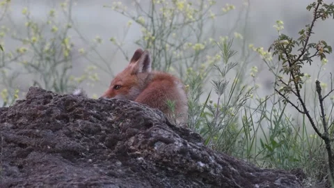 Red Fox Young Pups Vulpes vulpes Close up Stock Footage 224743163