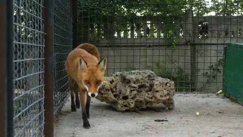 Red fox in a zoo cage. Video stock 99134774