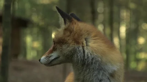 Red Foxes Beautiful Close-up in the Forest Stock Footage 268725283