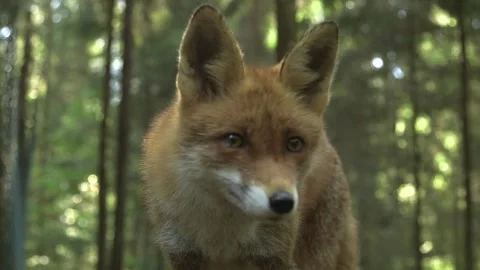 Red Foxes Beautiful Close-up in the Forest Stock Footage 268725289
