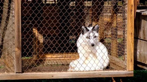 Red foxes in cages Stock Footage 126704273