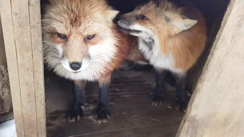 Red Foxes in a Calm Snowy Setting Video stock 334116735