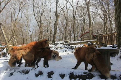 Red Foxes Roaming Through Snowy Forest Trails Stock Photos