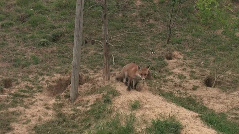 Red foxes (vulpes vulpes) born under electrical power pole - wildlife Stock Footage 82462485