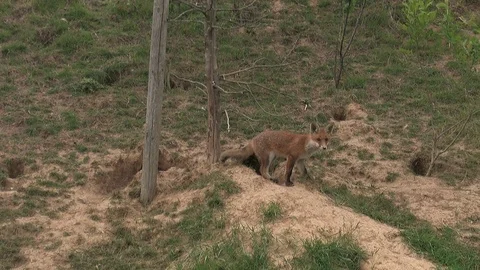 Red foxes (vulpes vulpes) born under electrical power pole - wildlife Stock Footage 82462489