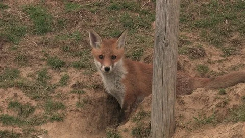 Red foxes (vulpes vulpes) born under electrical power pole - wildlife Stock Footage 82462492