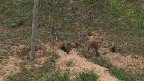Red foxes (vulpes vulpes) born under electrical power pole - wildlife Stock Footage 82462495