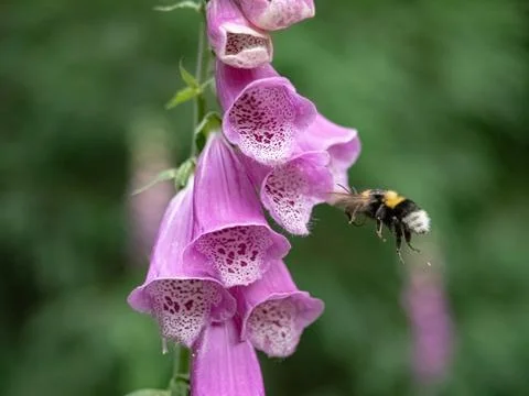 Red foxglove close-up at summer in thuringia Stock Photos