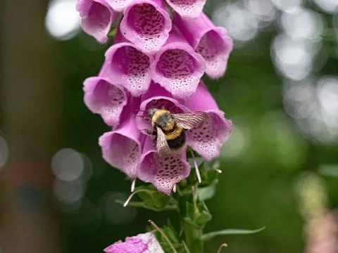 Red foxglove close-up at summer in thuringia Stock Photos