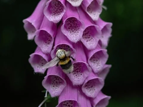 Red foxglove close-up at summer in thuringia Stock Photos