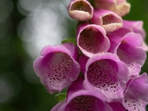 Red foxglove close-up at summer in thuringia Stock Photos