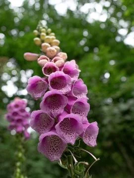 Red foxglove close-up at summer in thuringia Stock Photos