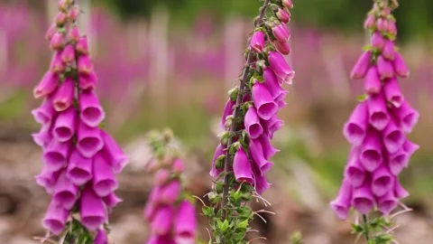 Red foxglove plants in the wind Stock Footage 157153990