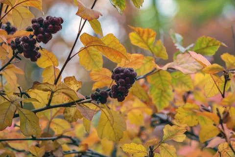 Red Fragrant Sumac Fruit Clusters Among Golden Autumn Leaves Stock Photos