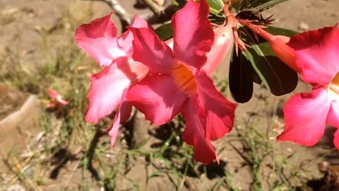 Red Frangipani flower 스톡 동영상 338155752