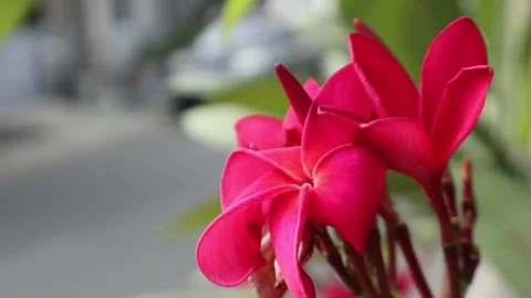 Red Frangipani Flower Road Side Copy Space Bokeh Stock Footage 242629752