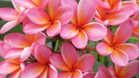 Red Frangipani Flowers Stock Footage 147241833