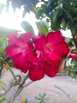 Red frangipani Stock Photos