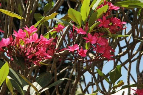Red frangipani on a tree Foto stock