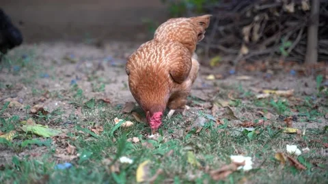 Red free range chicken eats bread dipped in milk Stock Footage 167165521