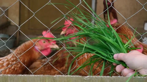 Red free-range chickens eat grass that is given to them through the fence Stock Footage 282232864