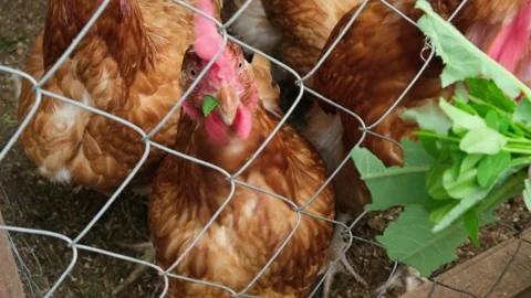 Red free-range chickens eat grass through the fence Stock Footage 311147823