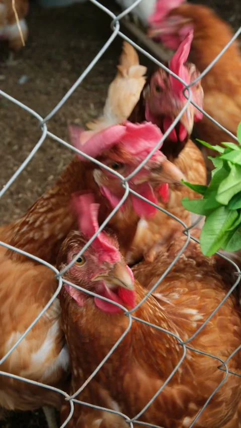 Red free-range chickens pecking grass through the fence, vertical video Stock Footage 311147835
