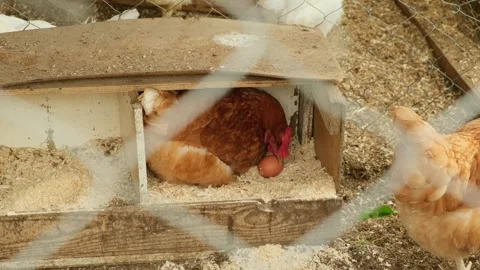 Red free-range hen in the nest pushes the eggs under her to hatch them and to Stock Footage 282581379