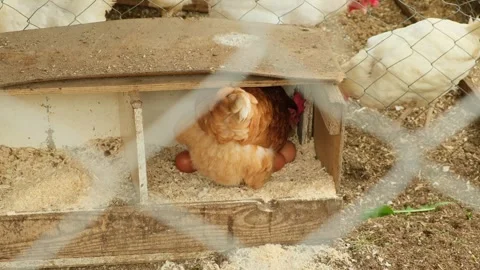 Red free-range hen sits in the nest to hatch other hen's eggs and pushes them Stock Footage 282772533