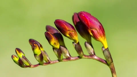 Red Freesia flower Stock Footage 277205408