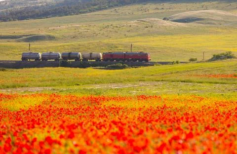 Red Freight Train Crossing a Scenic Countryside with Blooming Poppies 库存照片