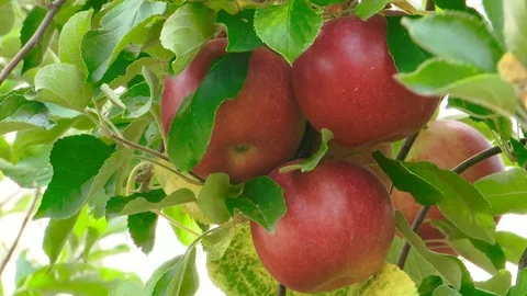 Red fresh apples on the tree Stockbeeldmateriaal 99675085