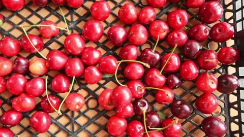 Red fresh cherries in a box Stock-Footage 277955785