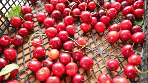 Red fresh cherries in a box Stock Footage 277955945