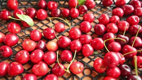 Red fresh cherries in a box Stock Footage 277955946